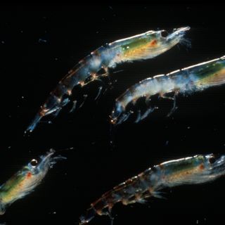 Antarctic krill