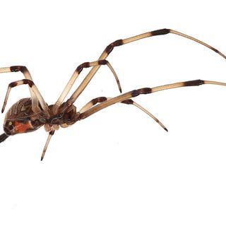 brown widow spider