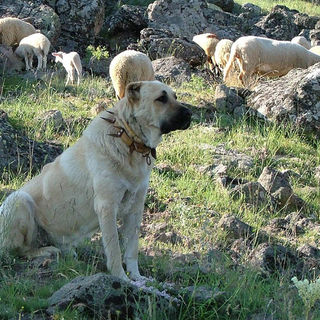 Kangal in Turkey with sheep